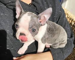 Here are a few more things to know about boston terrier puppies the breed was established around 1870 in boston, massachusetts and was recognized by the american kennel club a couple of decades later in 1893. Blue Boston Terrier Everything You Need To Know Bubbly Pet