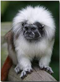 Cotton Top Tamarin By Doug J Weird Animals Animals Beautiful Animals Wild
