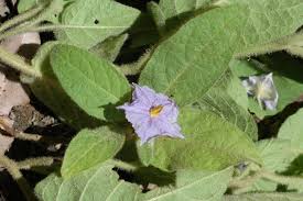 Image result for Solanum schumannianum