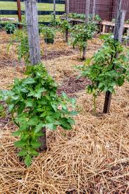 A favorite method of vegetable garden weed control is by in vegetables gardening situations where using mulch for controlling weeds is not feasible, hand. How To Use Mulch To Stop Weeds In Your Vegetable Garden Forever
