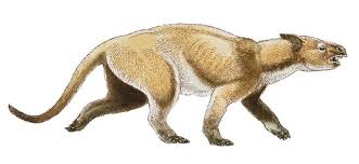 Image result for Rhynchotropis