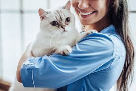 Content updated daily for popular categories How To Become A Vet Assistant Stratford Career Institute Blog