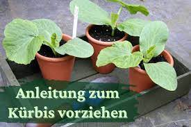 Sehr anschaulich wird dies durch die monströsen zuchtergebnisse, mit denen sich kürbisliebhaber aus aller welt in jährlichen. Kurbis Vorziehen Wann Und Wie Anleitung