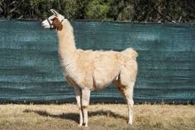 Black Mountain Pack Llamas