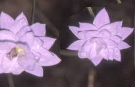 Image result for Wahlenbergia erecta