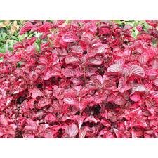 Image result for Iresine