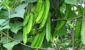 Cara Menanam Budidaya Kecipir Peluang Bisnis Menjanjikan Bagi Pemula Faunadanflora Com