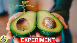 Most of the time, avocado trees should be planted in a pot, and moved around to meet the changing it won't have as high a germination rate, but just plant a bunch, and cull the ones you don't like later. Fastest Hack To Grow Avocado From Seed With Results Growing Butter Fru Grow Avocado Avocado Seed Avocado Seed Growing