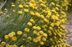 Image result for Santolina chamaecyparissus