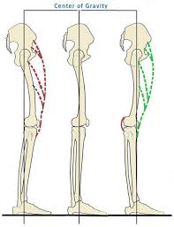 One of these knee conditions is the hyperextended knee. What Muscle Prevents Knee Hyperextension Quora