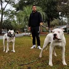 By Sphinxdogo Dogoargentino Thedogopower Dogo Dogopower Dogoargentinoworld Dog Dogs Pitbull Canecorso Presaca Pitbull Dog Working Dogs Mastiffs