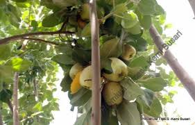 Fruit trees are great nitrogen feeders and is the element most needed by your trees. Fruit Trees Fruit Trees In Nigeria