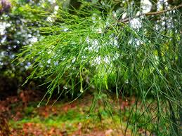 Image result for Casuarina junghuhniana