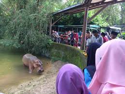 Jadi, segera booking tiket bali zoo maupun paket lainnya seperti dinner with great elephant dan breakfast dengan orangutan melalui kami agar anda dan keluarga berkesempatan mendapatkan pengalaman unik selama mengisi liburan di bali. Welcome Back Taiping Zoo And Night Safari Has Now Reopened For Business News Rojak Daily
