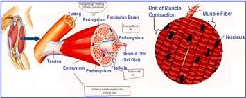 Nilai energi karbohidrat adalah 4 kkal per gram (almatsier, 2010). Otot Lurik Pengertian Fungsi Ciri Sifat Struktur Cara Kerja