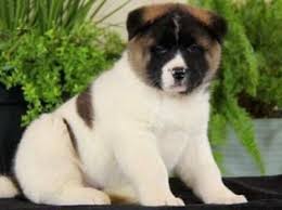 Black And White Akita Puppy For Sale Daffy Ica Akita Puppies Akita Puppies For Sale Female Akita