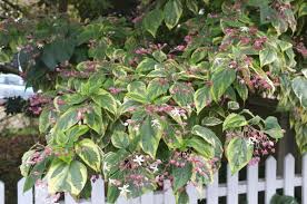 Image result for Clerodendrum ternatum