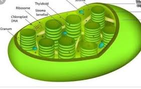 The name organelle comes from the idea that these structures are parts of cells. Which Is The Largest Cell Organelle Presentbin Plant Cell Brainly In