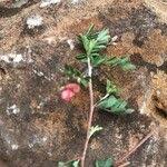 Image result for Indigofera brevicalyx