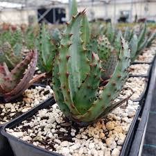 Image result for Aloe marlothii