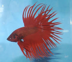 Red Loss Crowntail Betta Beautiful Fish Betta Betta Fish Tattoo