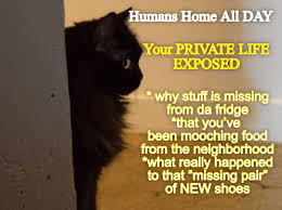 The New Normal Humans Home All Day In 2020 Funny Cat Memes Funny Cats Human