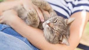 Maybe you would like to learn more about one of these? Ini Dia Posisi Tidur Yang Menunjukkan Kalau Kucing Hewan Penyayang Ragam Bola Com