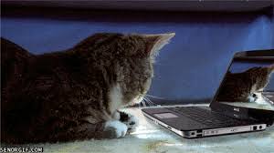 The treachery of zoom filters. Cat Excited Laptop Exciting Zoom In Gif For Fun Businesses In Usa