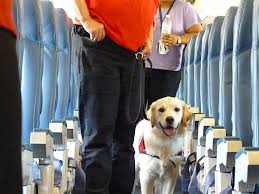 Share a detailed story to provide more help to more shoppers (add 100 more characters to post). U S Airline Pet Policies A Complete List Of Travel Requirements