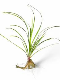 Image result for Cyperus spiralis