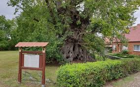 Küchen ideen holz küche holz modern küche eiche offene küche wohnzimmer ulme haus und heim wohnung küche haus. Flatter Ulme Nationalerbe Baume Deutschland