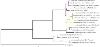 Image result for Pilostyles aethiopica