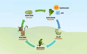 Pada ekosistem sawah, terdapat banyak sekali proses makan dan dimakan. Kumpulan Soal Rantai Makanan Dan Kunci Jawaban Pembelajar Net