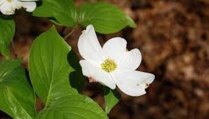If you would like to discuss planting trees like these or others on your property, we would be happy to. Ozarks Flowering Tree Downy Serviceberry Ozarks Walkabout
