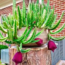 Image result for Stapelia