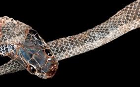 While the black rat snake doesn't have venom, copperheads are venomous. Identifying Snakes By Their Shed Skins Steemit
