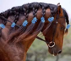 On the pulling comb, mark the width of mane that you want to section off for each braid. Pin By Marlene Kremer On Farm Animal Ideas Horse Hair Braiding Horse Mane Braids Horse Flowers