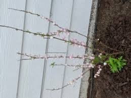 View more property details, sales history and zestimate data on zillow. Buy Pink Dwarf Flowering Almond Free Shipping Prunus Glandulosa Sinensis For Sale Online From Wilson Bros Gardens