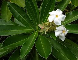 Image result for Cylindropsis parvifolia