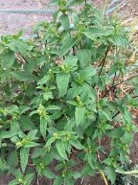 Image result for Blainvillea gayana