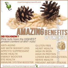 Pine Nuts For Pesto And A Source Of Many Health Benefits Coconut Health Benefits Pine Nuts Health