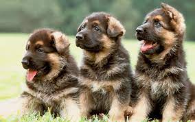 I have german shepherd puppies for sale as pets that are wonderful, loving, family protectors. Everything You Need To Know About Caring For Your German Shepherd Better Homes Gardens