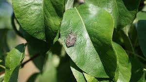 Wanze sticht menschen wenn die wanze blut leckt detektor. Dergartenbau Artikel