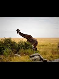 Pin By Frenchie Fashion Fitness Emp On Frenchie In Africa A Land Of Wonder Enjoy Trip Africa My Travel