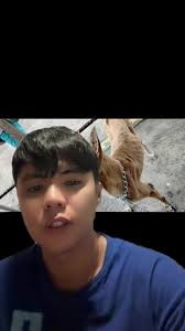 Phillip Vu Dog Update