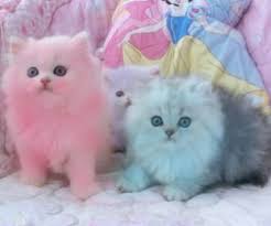 Colorful Kittens Sevimli Hayvan Yavrulari Sevimli Kediler Yavru Kediler