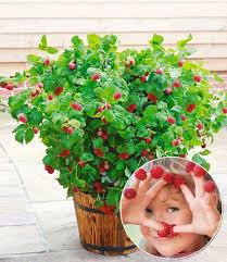 Topf Himbeere Bonbonberry Yummy Himbeeren Bei Baldur Garten Himbeerpflanzen Himbeeren Pflanzen Pflanzen