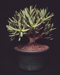 Image result for Aloe rulkensii