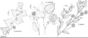 Image result for Smilacaceae