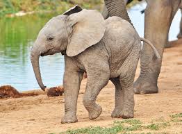 VIDEO: A Baby Elephant's First Trip to the Ocean
